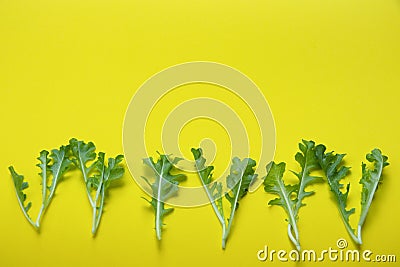 Young Royal Green Oak leaf fresh for life on yellow Stock Photo