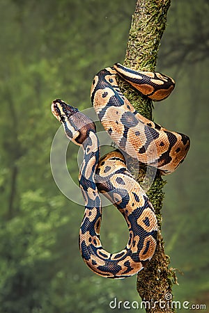 Royal python wrapped around tree Stock Photo