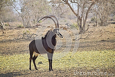 Young sable bull with large antlers on the savnnah Stock Photo