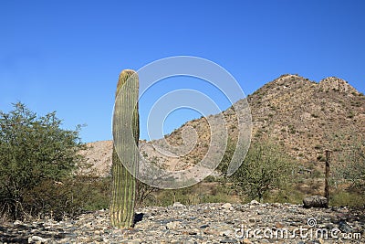 Young Saguaro Cactus in Dreamy Draw Desert Preserve, Phoenix, AZ Stock Photo