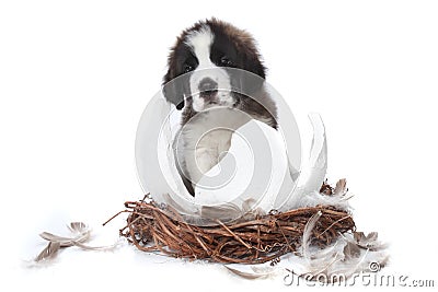 Young Saint Bernard Puppy on White Background Stock Photo