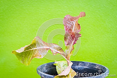 Young salad vegetable Stock Photo