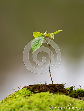 Young sapling of a beech tree growing out of a mound Stock Photo