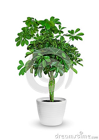Young Schefflera a potted plant isolated over white Stock Photo