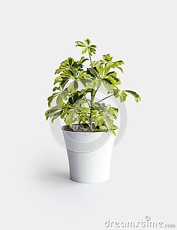 Young Schefflera variegated a potted plant isolated over white Schefflera Arboricola Janine Stock Photo