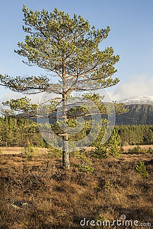 Young Scots Pine in Glen Feshie in Scotland. Stock Photo