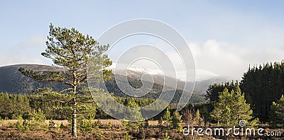 Young Scots Pine in Glen Feshie in Scotland. Stock Photo