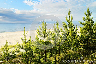 Young Scots or Scotch pine Pinus sylvestris trees growing on dunes near Baltic sea. Stock Photo