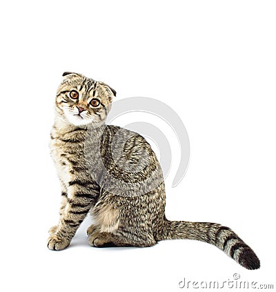 Young scottish fold cat Stock Photo
