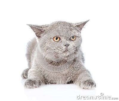 Young Scottish kitten lying and looking away. isolated on white background Stock Photo