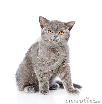 Young Scottish kitten sitting and looking at camera. isolated on white background Stock Photo