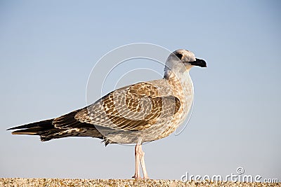 Young sea gull standing close up Stock Photo