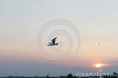 Young seagull flying in blue sky Stock Photo