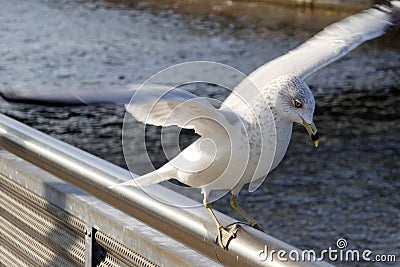 Young Seagull landing Stock Photo