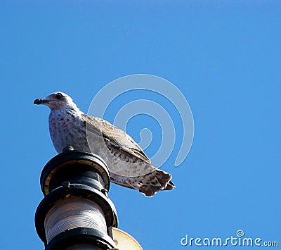Young seagull is resting at sea on top of the navigational light Stock Photo