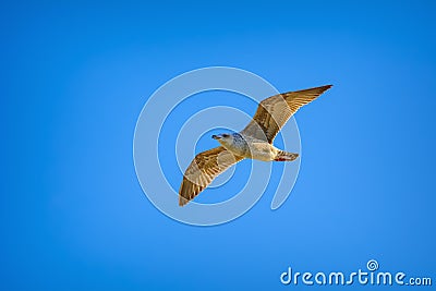 Young seagull in sky Stock Photo