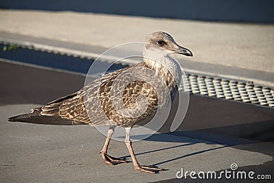 A young seagull prefers to walk, pardon with his paws Stock Photo