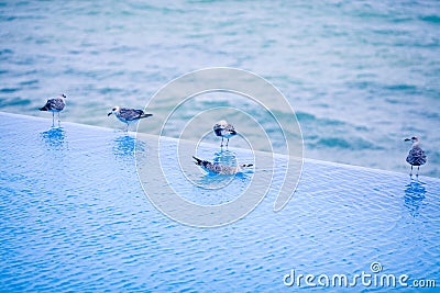 Young seagulls on the pool's edge Stock Photo