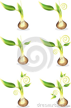 Young Seed Sprout Vector Illustration