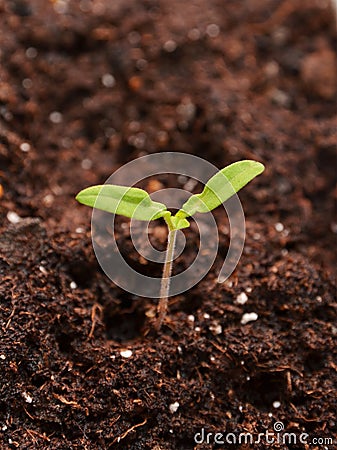 Young seedling Stock Photo