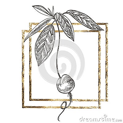 Young seedling Avocado. Hand drawn illustrations. Tropical summer fruit engraved style illustration. Cartoon Illustration
