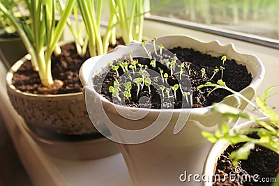 Young seedling growing in pot Stock Photo