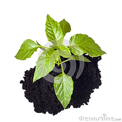 Young seedling growing in a soil. Stock Photo