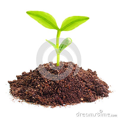 Young seedling Stock Photo