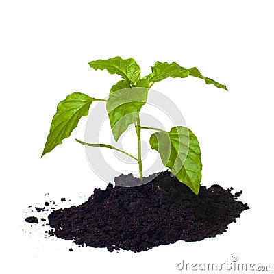 Young seedling growing in a soil. Stock Photo