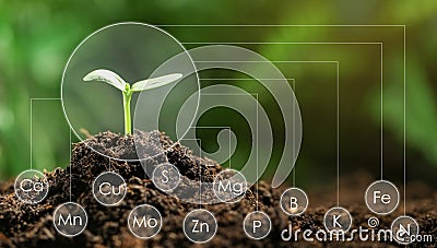 Young seedling growing in soil and scheme with chemical elements Stock Photo