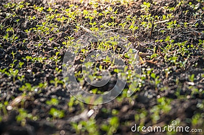 Young seedling sprout growing Stock Photo