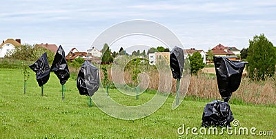 Young seedling tree and its buds are protected from frost with covering material. The tree trunk is protected by a net Stock Photo