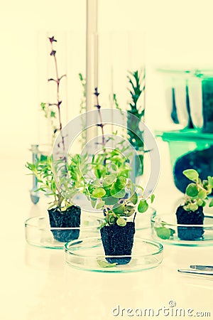 Young seedlings of plants for seedlings. Stock Photo