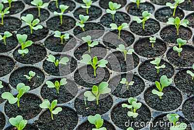Young seedlings in tray. Stock Photo