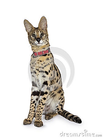 Young Serval cat kitten, Isolated on white background. Stock Photo