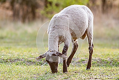 A young sheared lamb grazes in a meadow in the sun. Horizontal orientation. Stock Photo