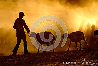 Young shepherd Stock Photo