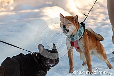 Young Shiba Inu barks menacingly at a French bulldog Stock Photo