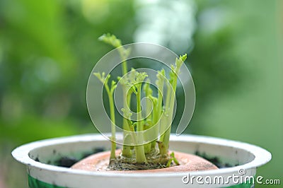 Young shoot of carrot plant Stock Photo