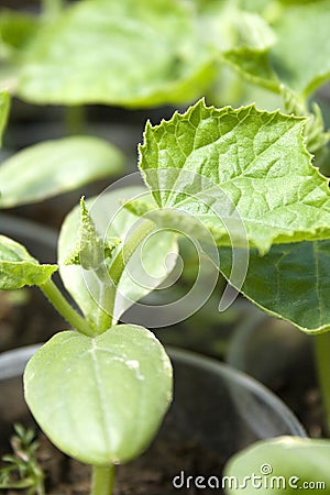 Young shoots Stock Photo