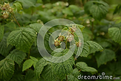 Blossoming Raspberry Shoots in the Garden.Raspberry Flower Buds Stock Photo