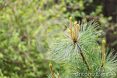 Young shoots of cedar wood. Pinus pumila. Regel. Background Stock Photo
