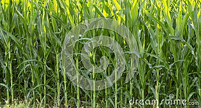 Young shoots of corn, close-up, selective focus Stock Photo