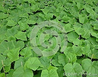 Young shoots at a Dutch horticulture breeder Stock Photo