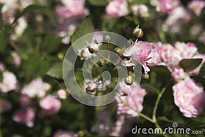 Young shoots of dwarf pink rose in the garden in summer with a blurred background Stock Photo