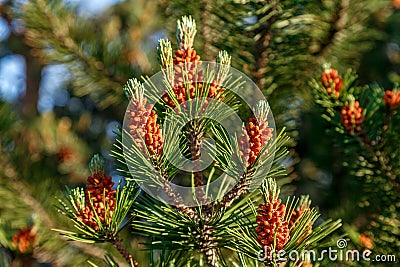 Young shoots and flowering pine Stock Photo