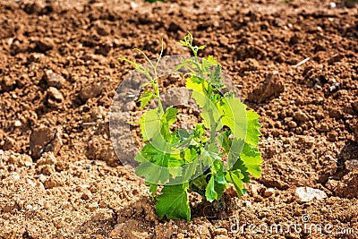 Young shoots on the grafts of new vine seedlings in spring. Agriculture Stock Photo