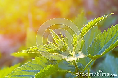 Young shoots of nettle. Natural green grass background. Urtica urens Stock Photo