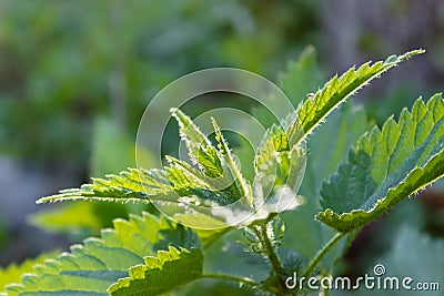 Young shoots of nettle. Natural green grass background. Urtica urens Stock Photo