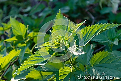 Young shoots of nettle. Natural green grass background. Urtica urens Stock Photo